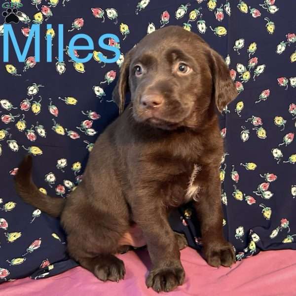 Miles, Chocolate Labrador Retriever Puppy